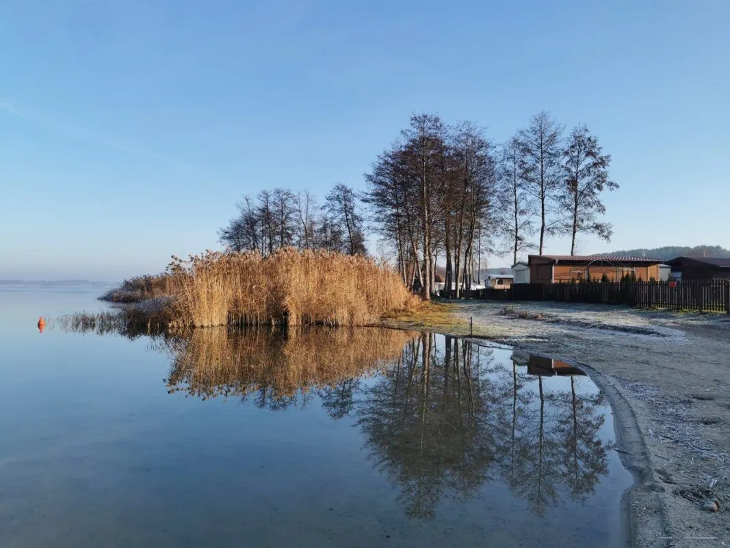 Oszronione trzciny nad Jeziorem Dominickim - Boszkowo poza sezonem