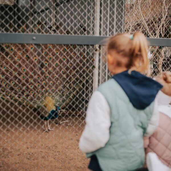 Ein Kind beobachtet einen Pfau im Mini-Zoo der Toscania in Włoszakowice