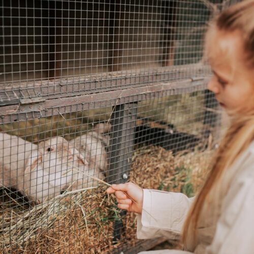 mini zoo, atrakcje dla dzieci, hotel przyjazny dzieciom, hotel pod dzieci, zwierzęta, hotel dla rodzin, hotel wielkopolska 25