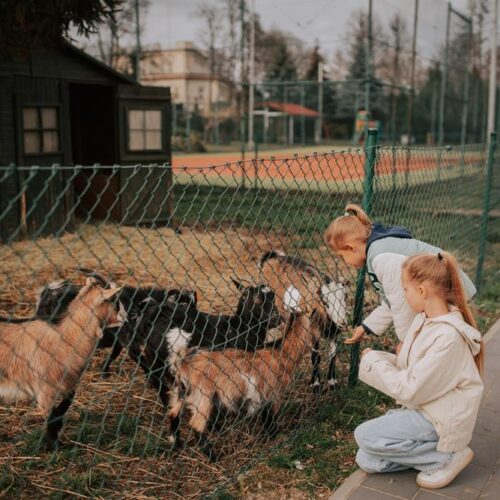 mini zoo, atrakcje dla dzieci, hotel przyjazny dzieciom, hotel pod dzieci, zwierzęta, hotel dla rodzin, hotel wielkopolska 30