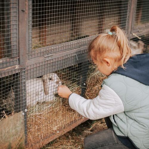 mini zoo, atrakcje dla dzieci, hotel przyjazny dzieciom, hotel pod dzieci, zwierzęta, hotel dla rodzin, hotel wielkopolska 34