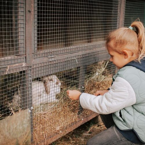 mini zoo, atrakcje dla dzieci, hotel przyjazny dzieciom, hotel pod dzieci, zwierzęta, hotel dla rodzin, hotel wielkopolska 35