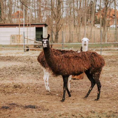 mini zoo, atrakcje dla dzieci, hotel przyjazny dzieciom, hotel pod dzieci, zwierzęta, hotel dla rodzin, hotel wielkopolska 45